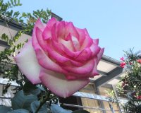 Highland Gardens Image