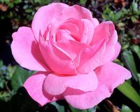 Highland Gardens Image