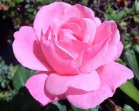 Highland Gardens Image