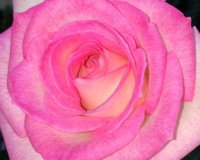 Highland Gardens Image