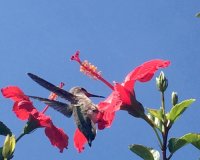 Highland Gardens Image