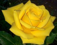 Highland Gardens Image