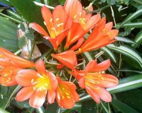 Highland Gardens Image