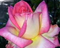 Highland Gardens Image