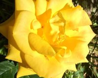 Highland Gardens Image