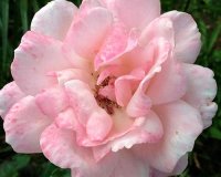 Highland Gardens Image