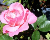 Highland Gardens Image