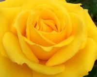 Highland Gardens Image