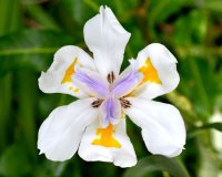 Highland Gardens Image