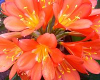 Highland Gardens Image