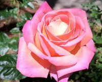 Highland Gardens Image