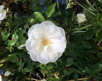 Highland Gardens Image