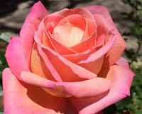 Highland Gardens Image