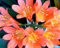 Highland Gardens Image