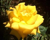 Highland Gardens Image