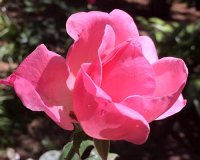 Highland Gardens Image