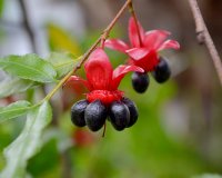 Highland Gardens Image