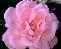 Highland Gardens Image