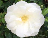 Highland Gardens Image